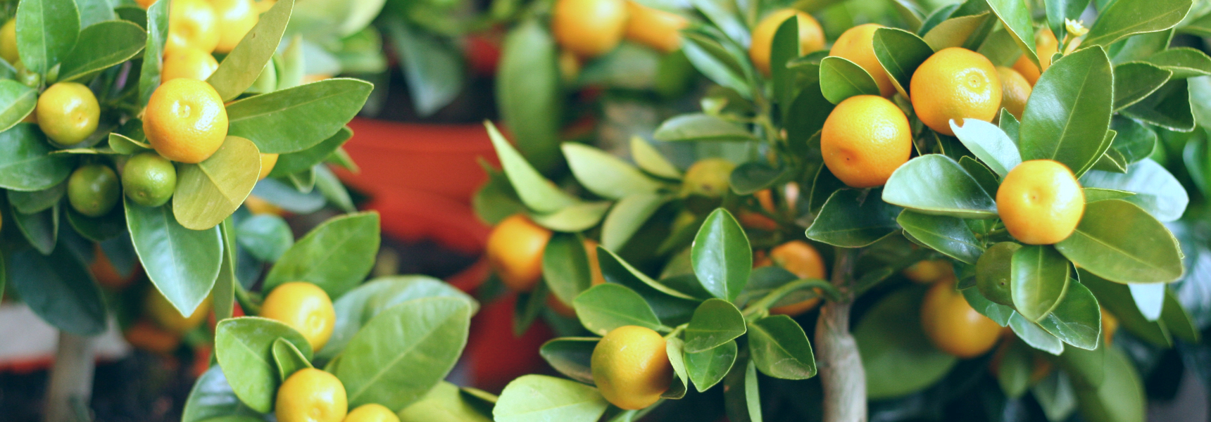10 Adorable Faux Fruit Trees