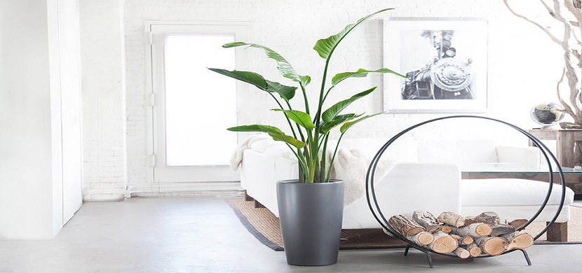 10 Must-Know Decor Tips for First Time Home Owners