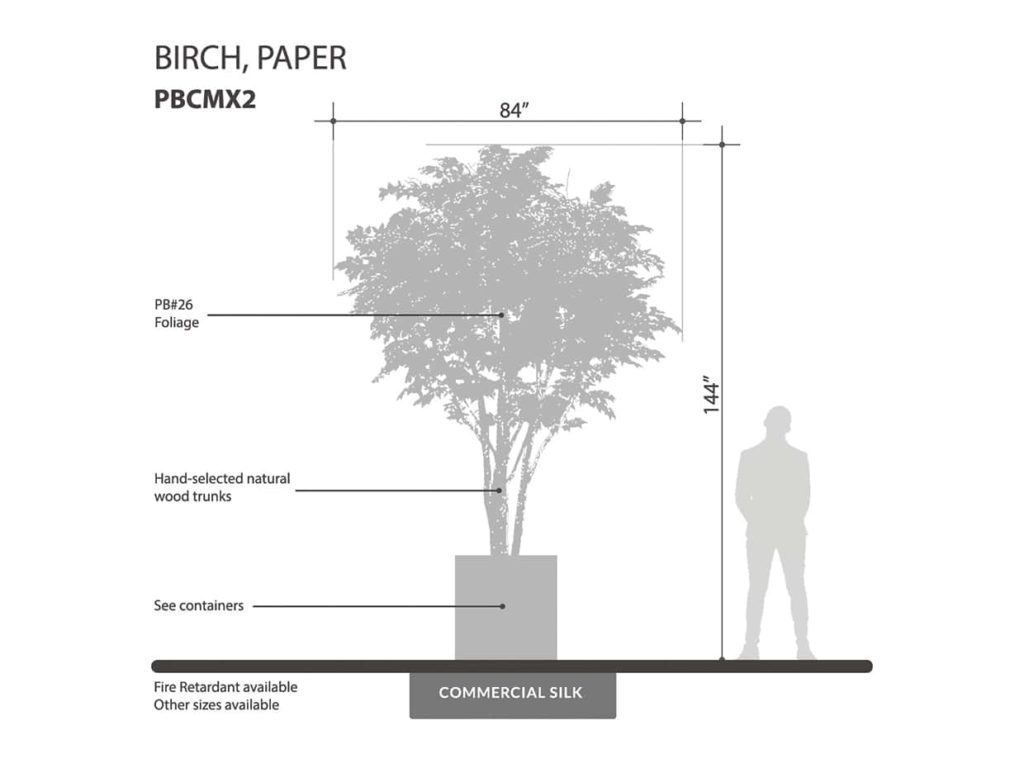 Birch Tree ID# PBCMX2