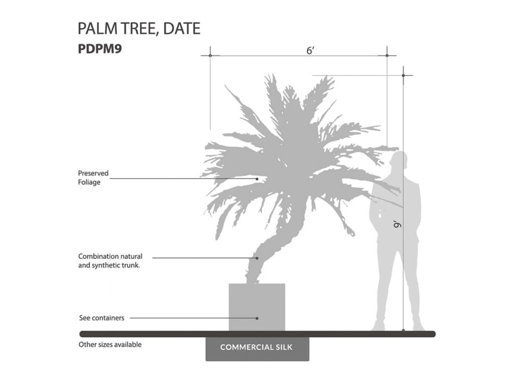 Date Palm Tree, Preserved ID# CUSTPADP96