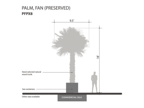 Fan Palm Tree, Preserved ID# PFPX8