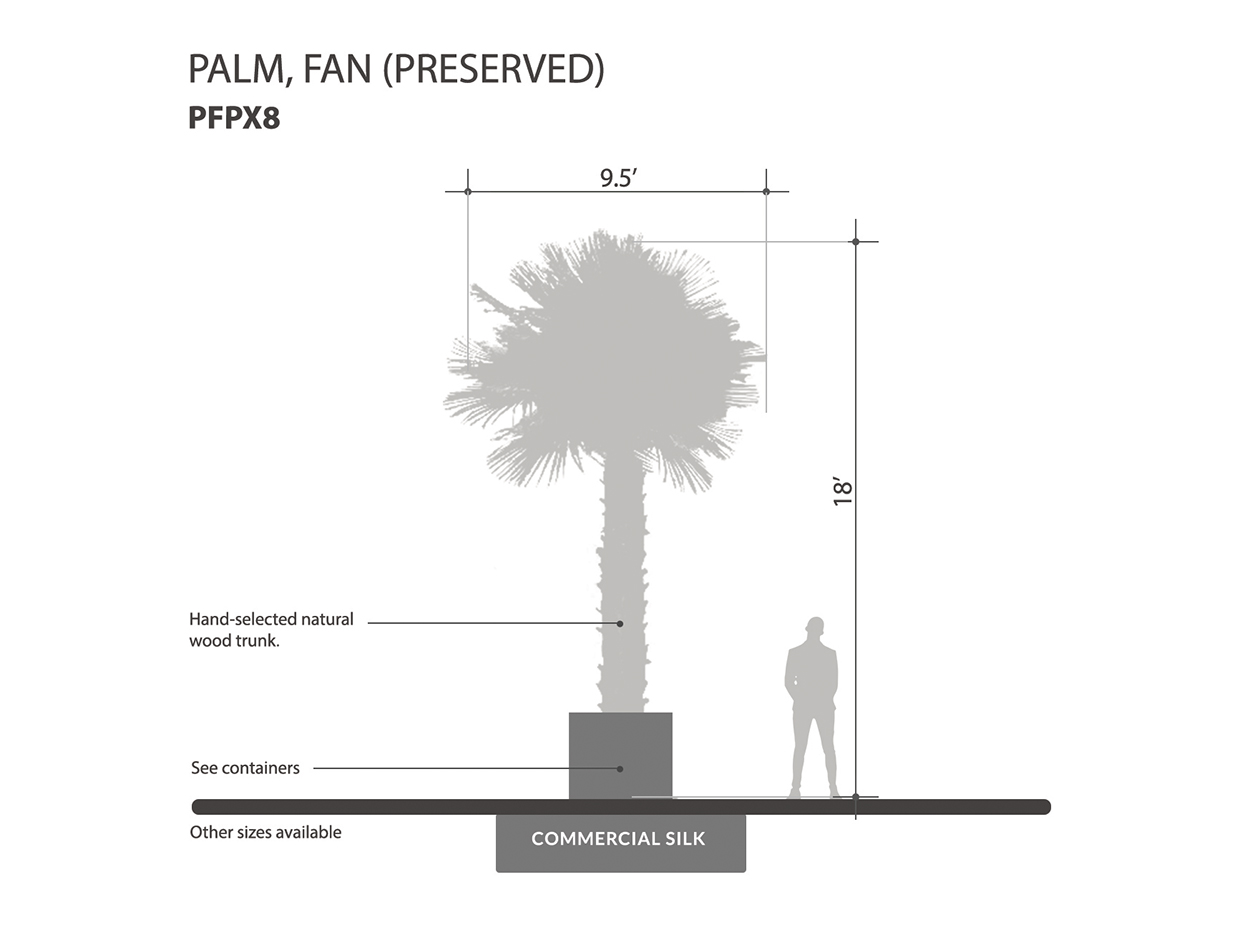 Fan Palm Tree, Preserved ID# PFPX8