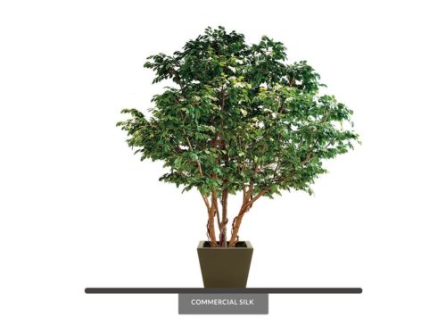 Banyan Tree ID# BNYMX8