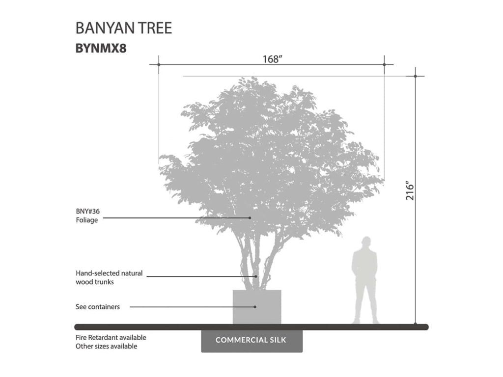Banyan Tree ID# BNYMX8