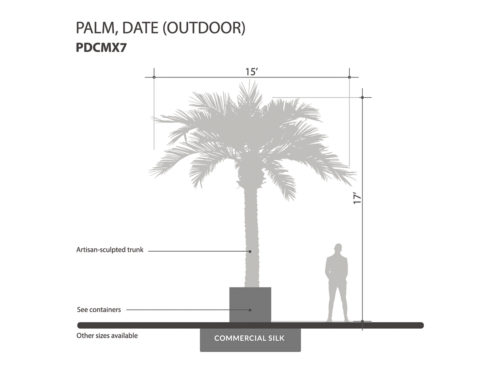 Date Palm Tree, Outdoor ID# PDCMX7