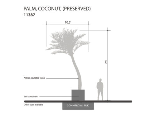 Coconut Palm Tree, Preserved ID# 11387