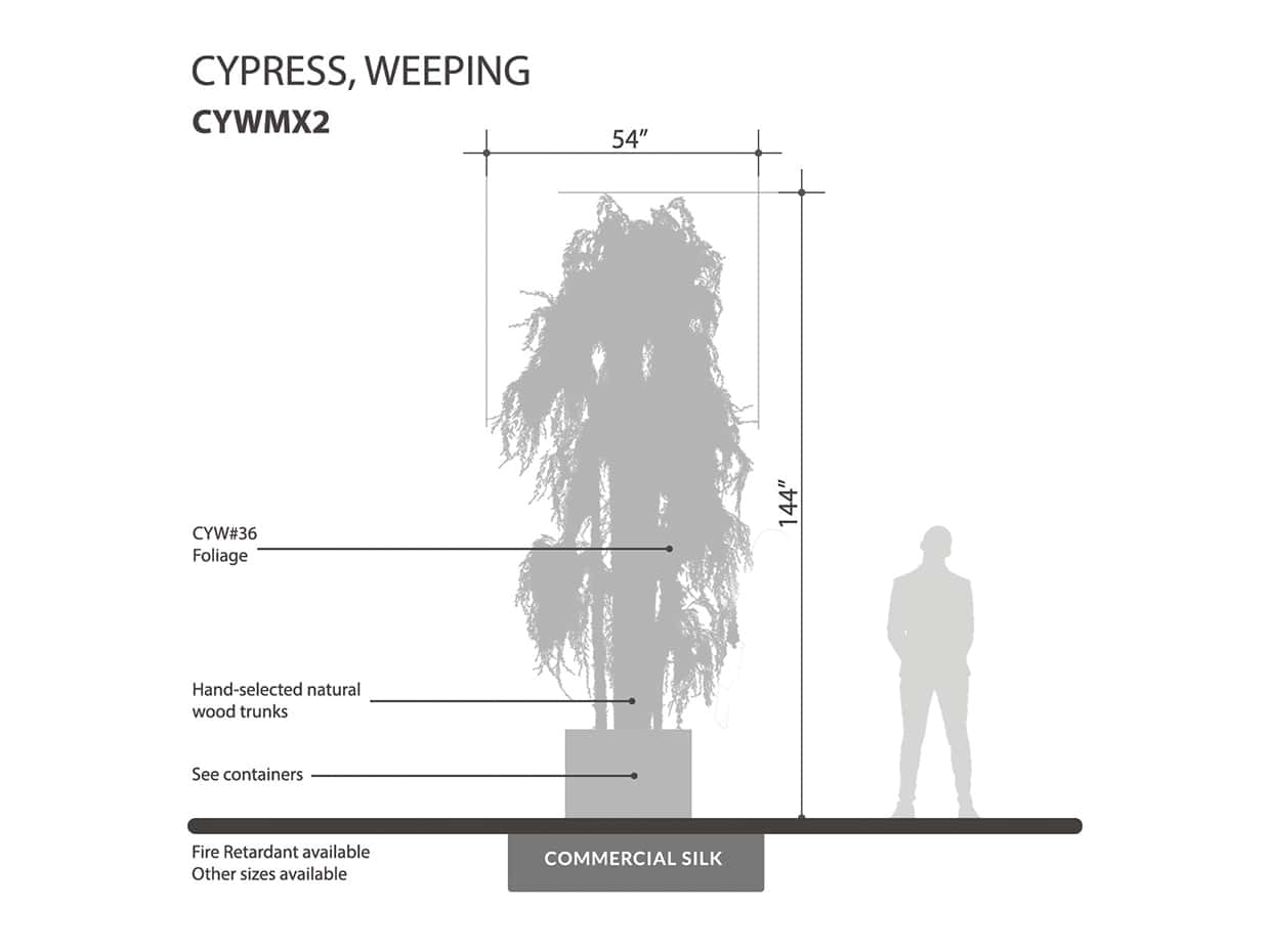 Weeping Evergreen Cypress Tree ID# CYWMX2
