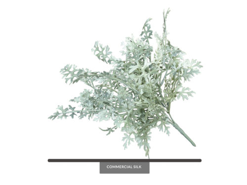 Dusty Miller Foliage ID# DSM+T14
