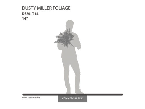 Dusty Miller Foliage ID# DSM+T14