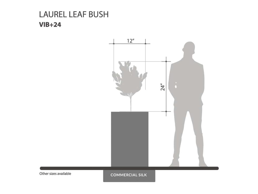 Laurel Leaf Bush ID# VIB+24