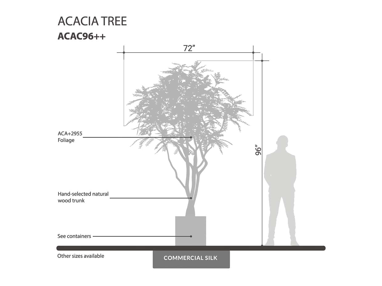 Acacia Tree ID# ACACX8