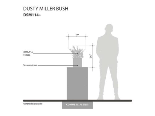 Dusty Miller Bush (exterior) ID# DSM114+