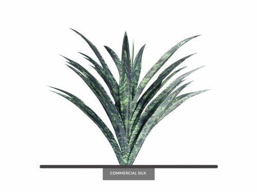 Black Coral Yucca Plant ID# YUC126+