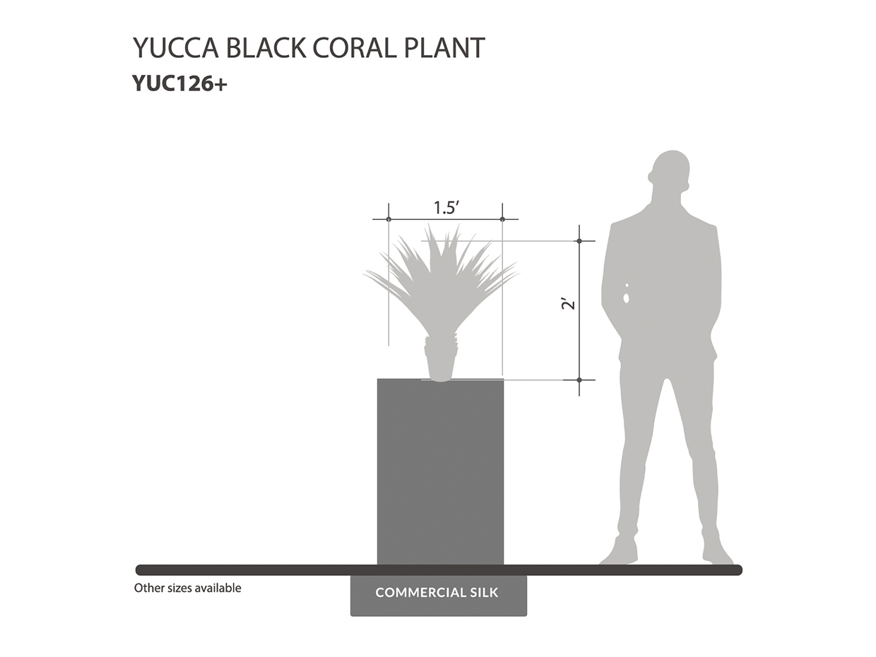 Black Coral Yucca Plant ID# YUC126+