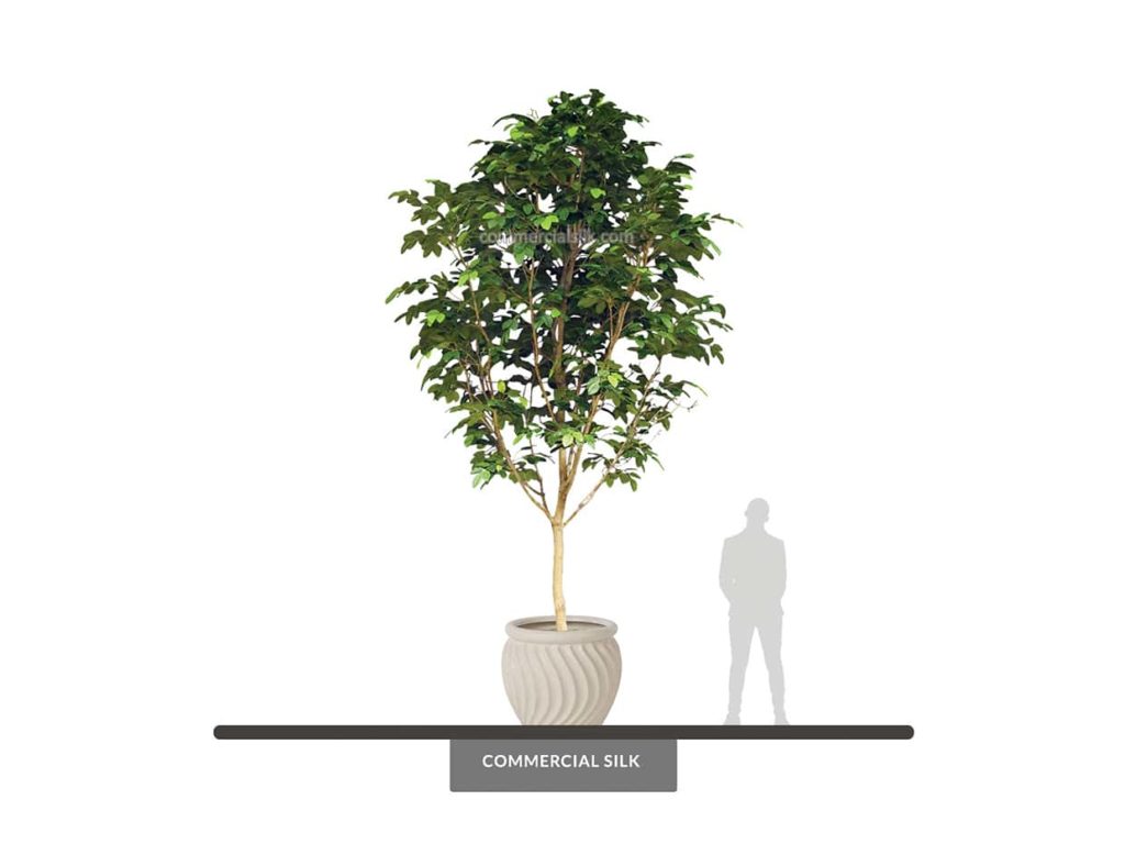 Banyan Tree, 17' ID# 6599