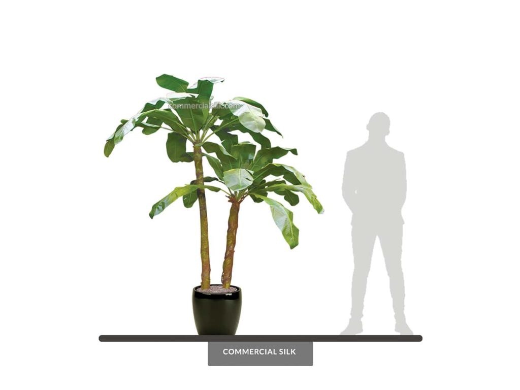 Banana Palm Tree, 8' ID# 2463