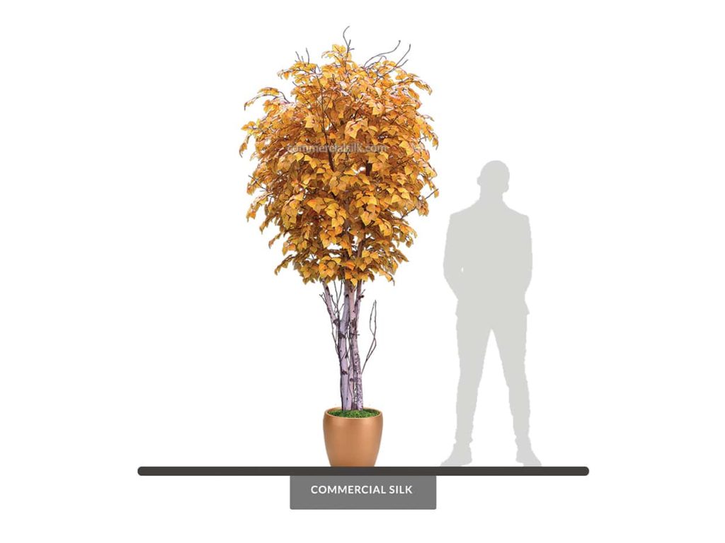 Birch Tree, Autumn ID# CUSTBIFM96