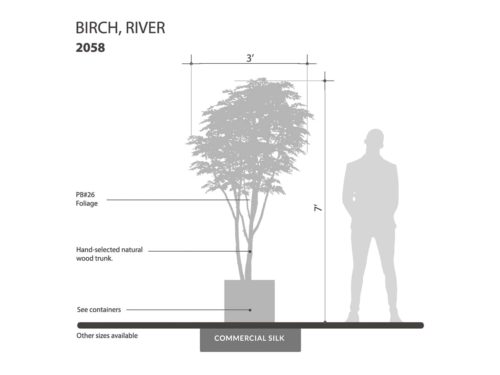 River Birch Tree ID# 2058