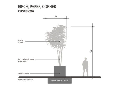 Birch Tree, Corner ID# CUSTBICX6