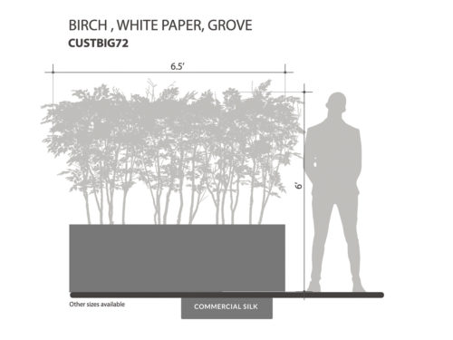Paper Birch Grove, White ID# CUSTBIG72