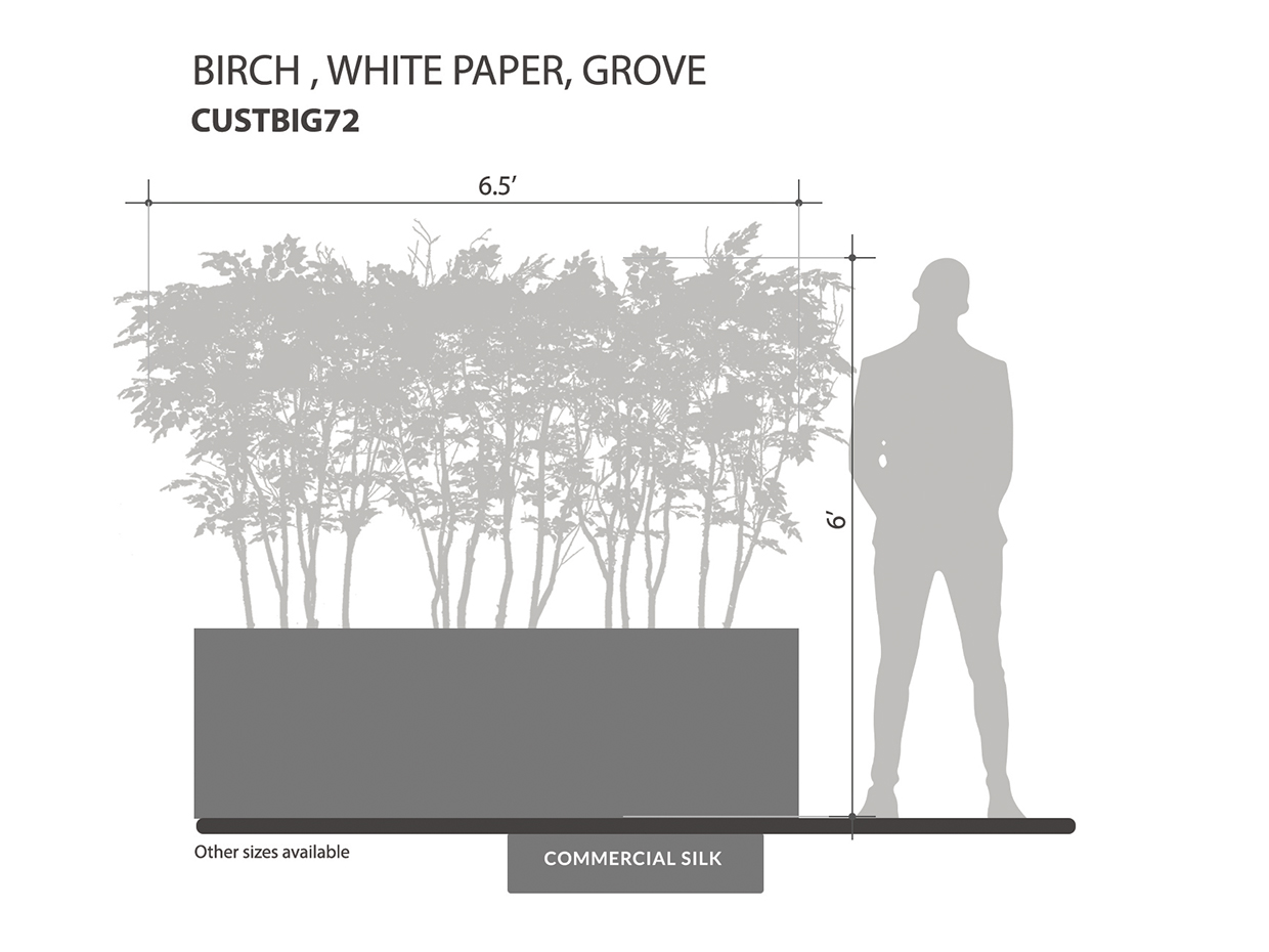 Paper Birch Grove, White ID# CUSTBIG72