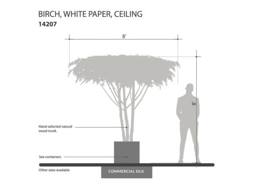 Birch Tree, Ceiling Tree ID# 14207