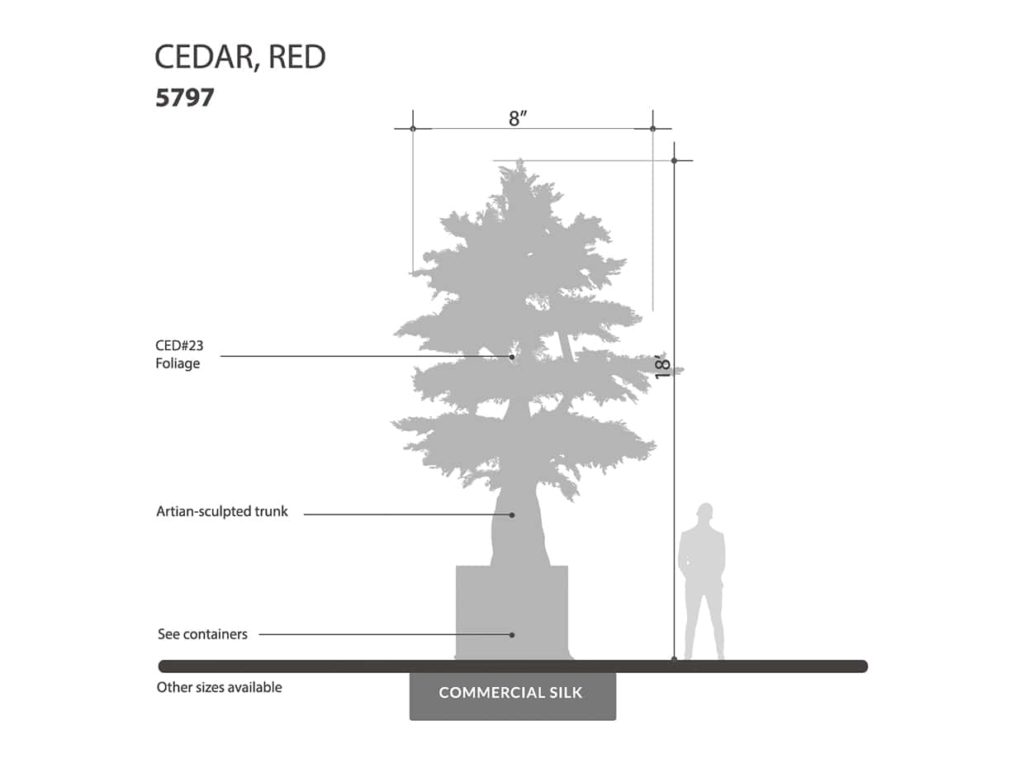 Cedar Tree, Red ID# 5797