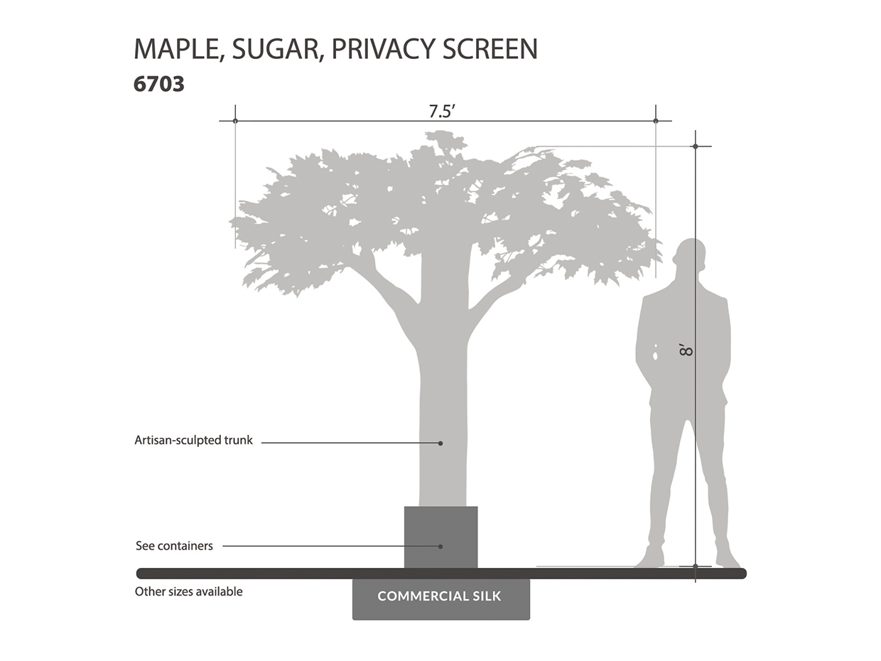 Sugar Maple Ceiling Tree ID# 6703