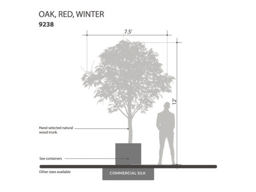 Red Oak Tree, White Leaf ID# 9238