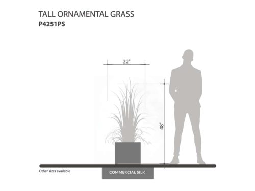 Tall Ornamental Grass Plant ID# P4251PS