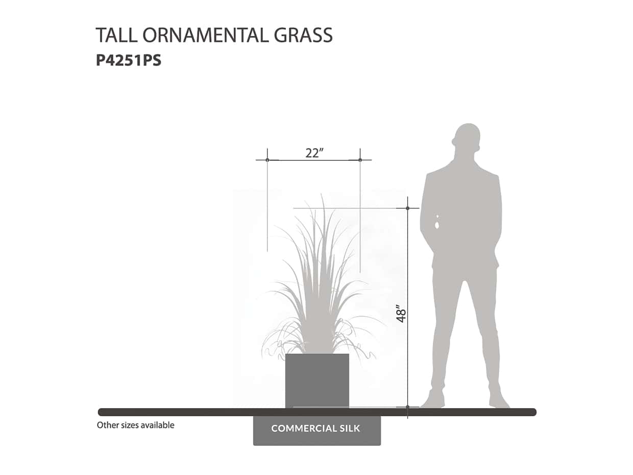 Tall Ornamental Grass Plant ID# P4251PS