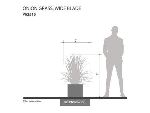 Wide Blade Onion Grass ID# P6251S
