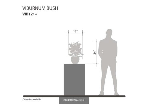 Viburnum Bush ID# VIB121+