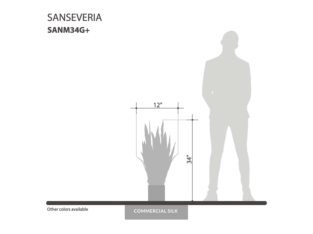 Sansevieria (exterior) (green) ID# SANM34G+