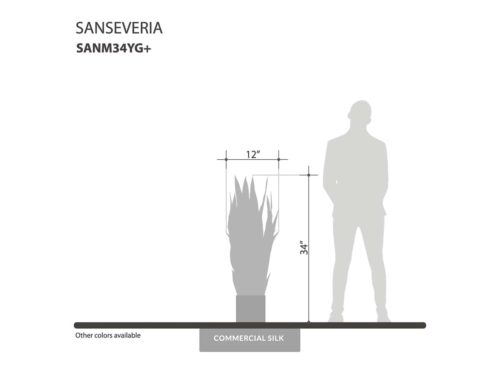 Sansevieria (exterior) (yellow/green) ID# SANM34YG+