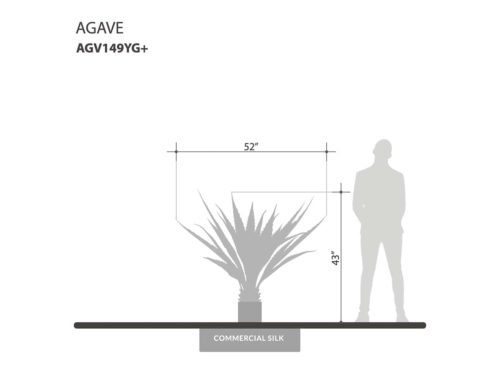 Agave Bush ID# AGV149YG+