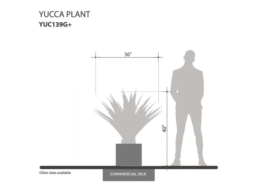 Yucca Plant ID# YUC139G+