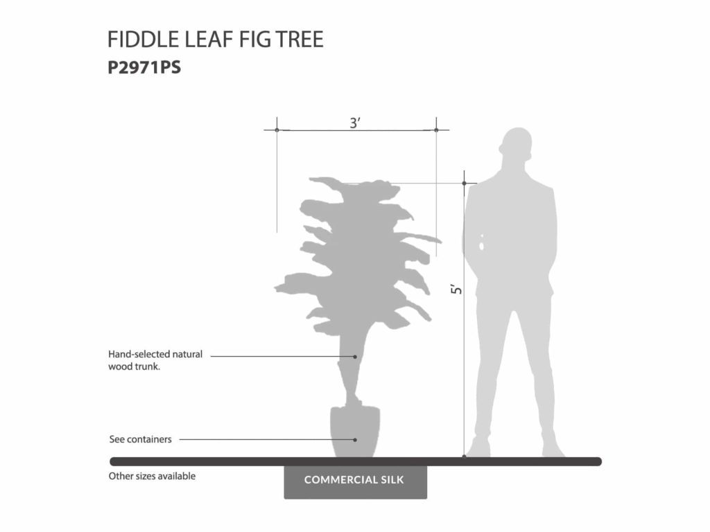 Fiddle Leaf Fig Tree ID# P2971PS