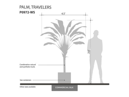 Travelers Palm Tree ID# P0972-WS