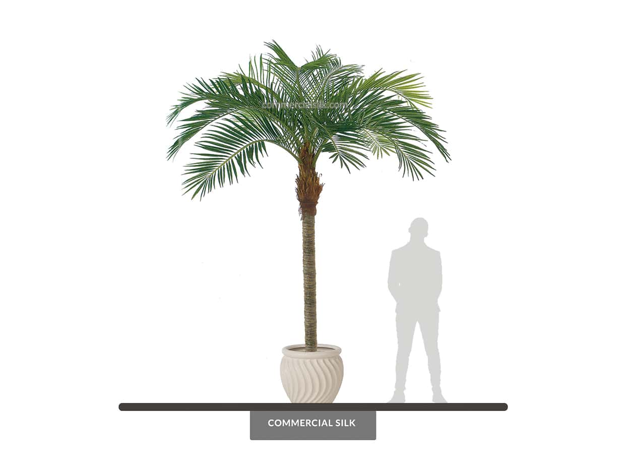 coconut palm trees