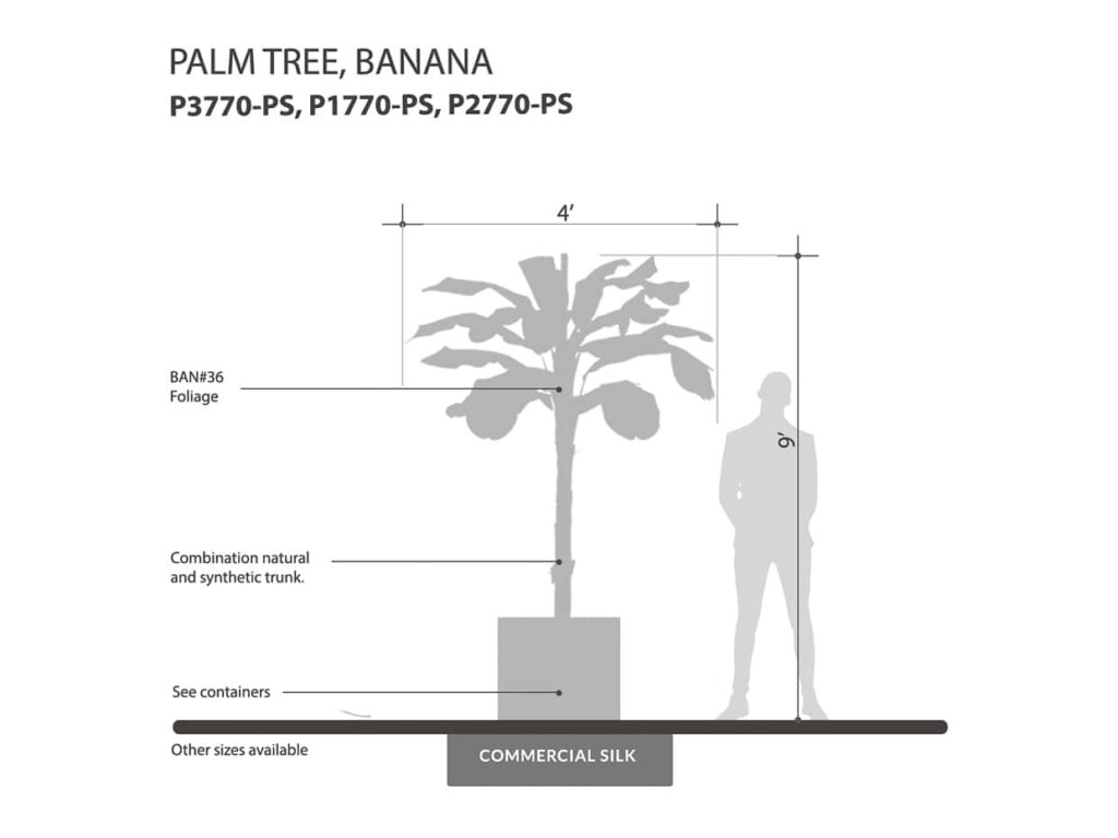 Banana Palm Tree ID# P3770-PS, P1770-PS, P2770-PS