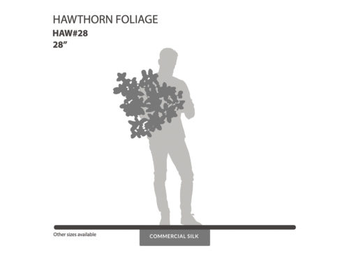 Hawthorn Foliage ID# HAW#28