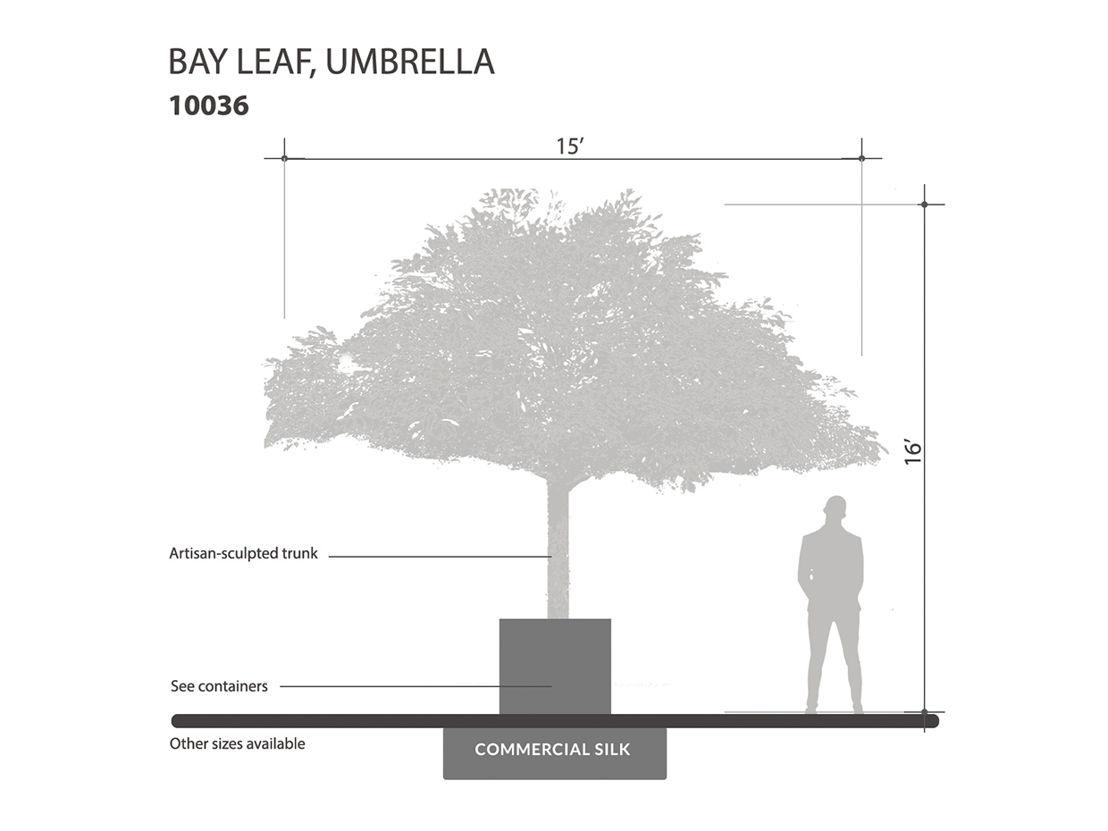 Bay Leaf Tree, Umbrella ID# 10036