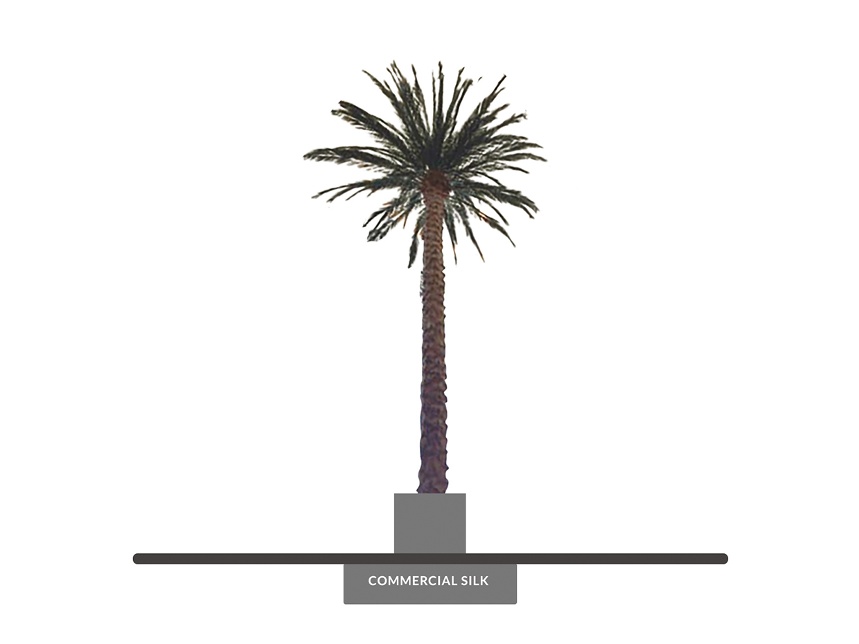 Date Palm Tree, Giant, Preserved ID# 10563