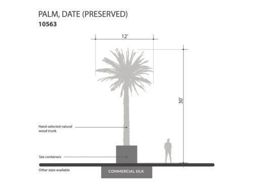 Date Palm Tree, Giant, Preserved ID# 10563