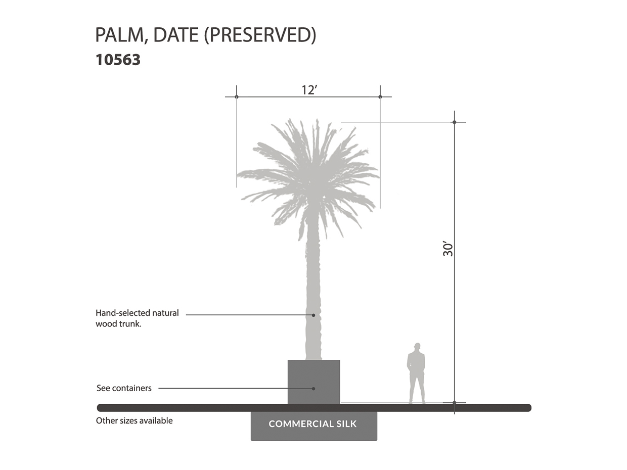 Date Palm Tree, Giant, Preserved ID# 10563