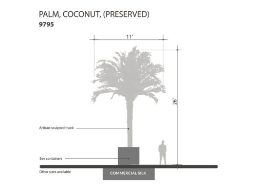 Coconut Palm Tree, 21', Preserved ID# 9795