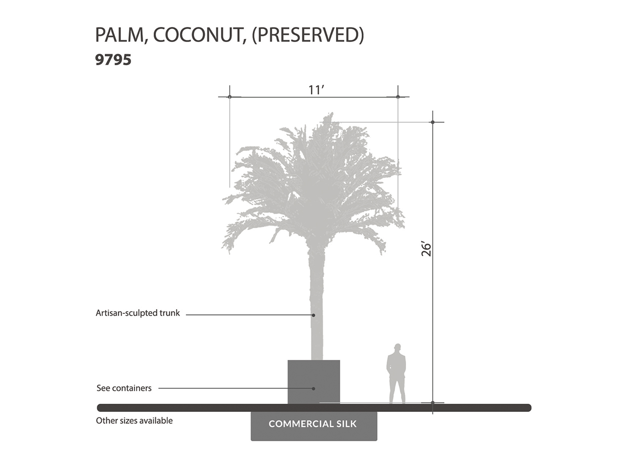 Coconut Palm Tree, 21', Preserved ID# 9795