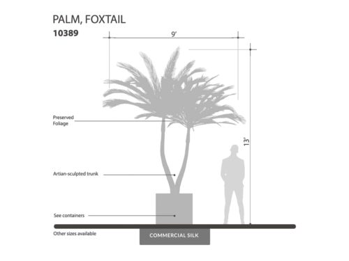 Foxtail Palm Tree, Preserved ID# 10389