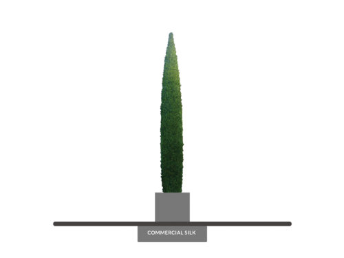 Italian Cypress Column, Topiary